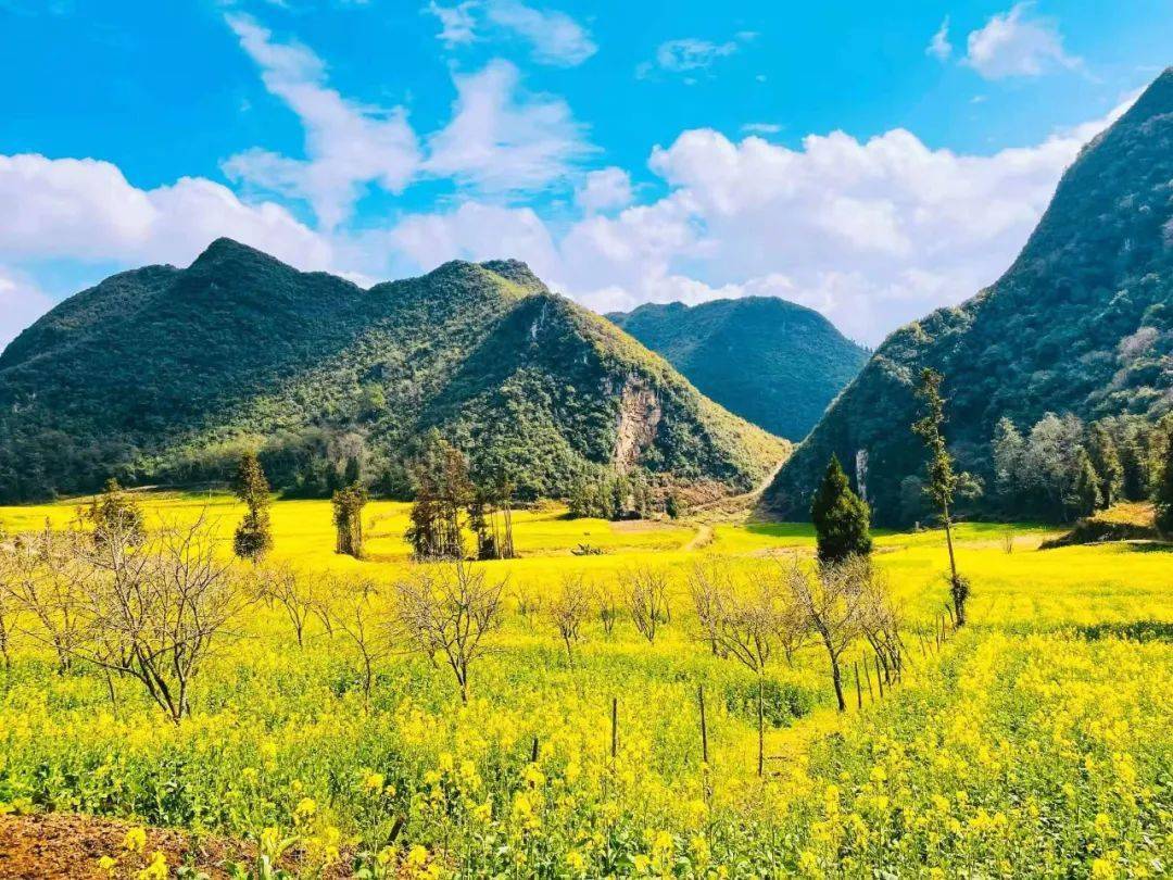 万亩油菜花开!快来文山一览美景_平坝镇_砚山_平地