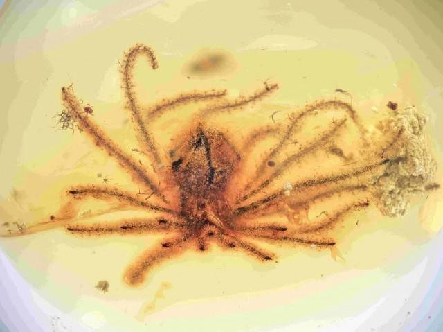 琥珀中发现最古老的现存花朵 来看这朵“开了1亿年”的花→