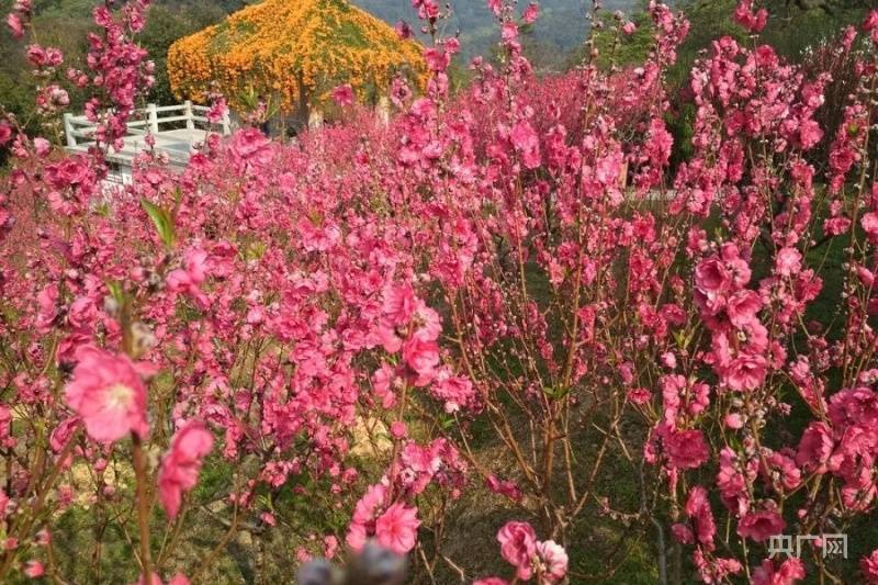 广州|【图集】湾区幸福年！广州大片花海更添年味