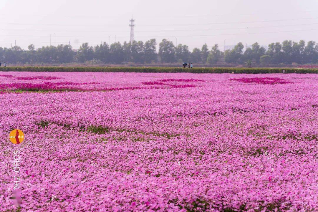 珠海格桑花海图片