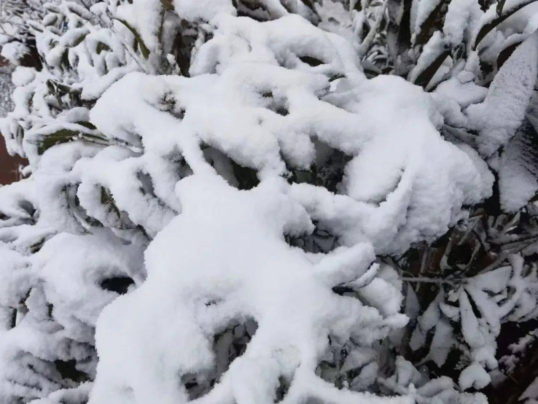 大雪昆明下雪了嵩明祿勸尋甸大雪紛飛