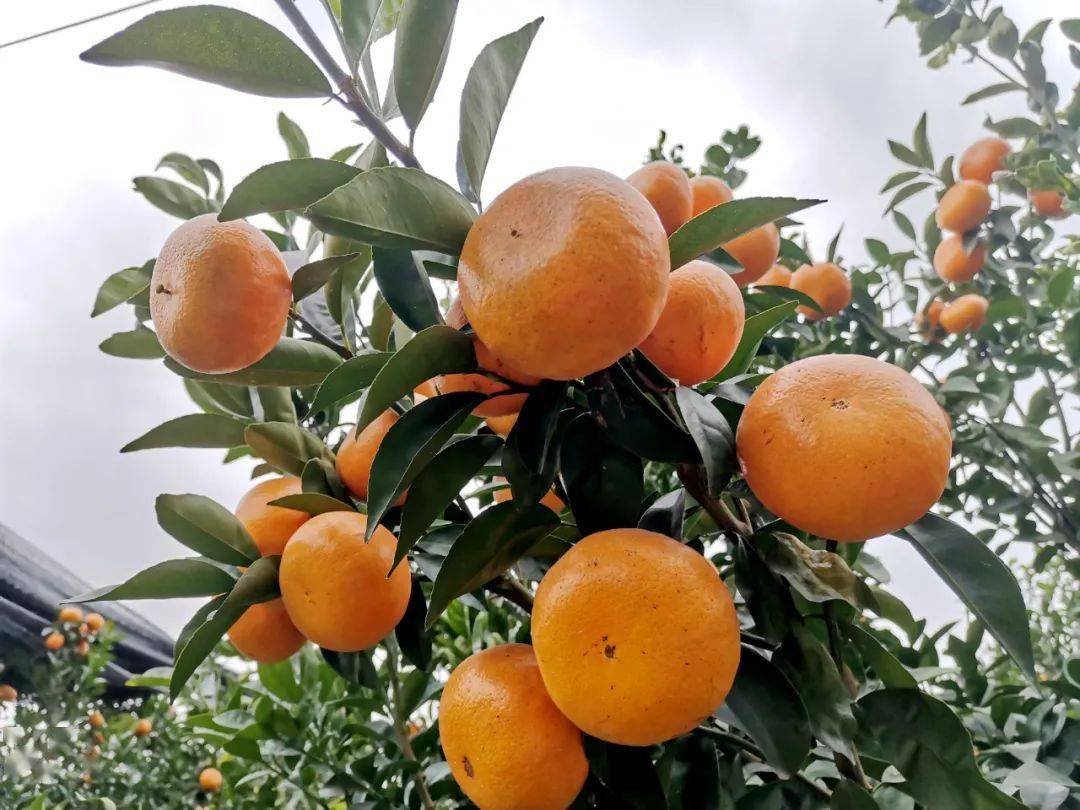 太平百亩茂谷柑成熟,开园采摘迎客来!_陈达荣_种植_北坑