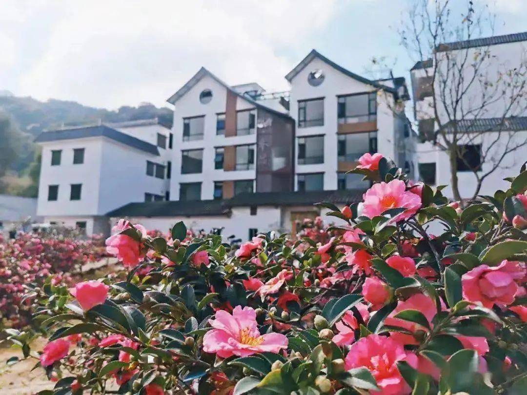 邂逅阿婆六诗画般茶花-_活动_zui_樱花开