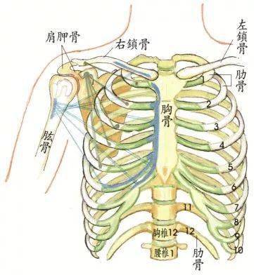 瑜伽练习中 你的肋骨外翻了么 身体 向前 背部 瑜伽练习中 你的肋骨外翻了么 身体 向前 背部