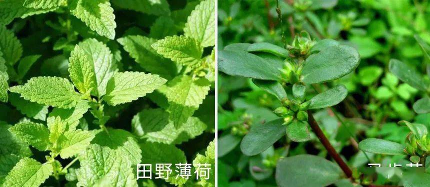 医学长了脂肪粒到底挤不挤?一分钟教你处理它的正确姿势!