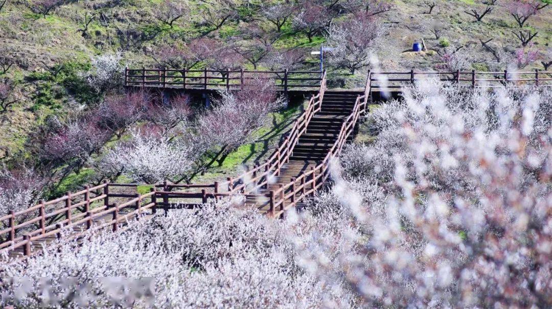 千亩梅园,花开成海——这个春节来原乡小镇赏梅,闹春,逛