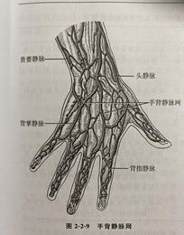 手背静脉注射的途径图图片