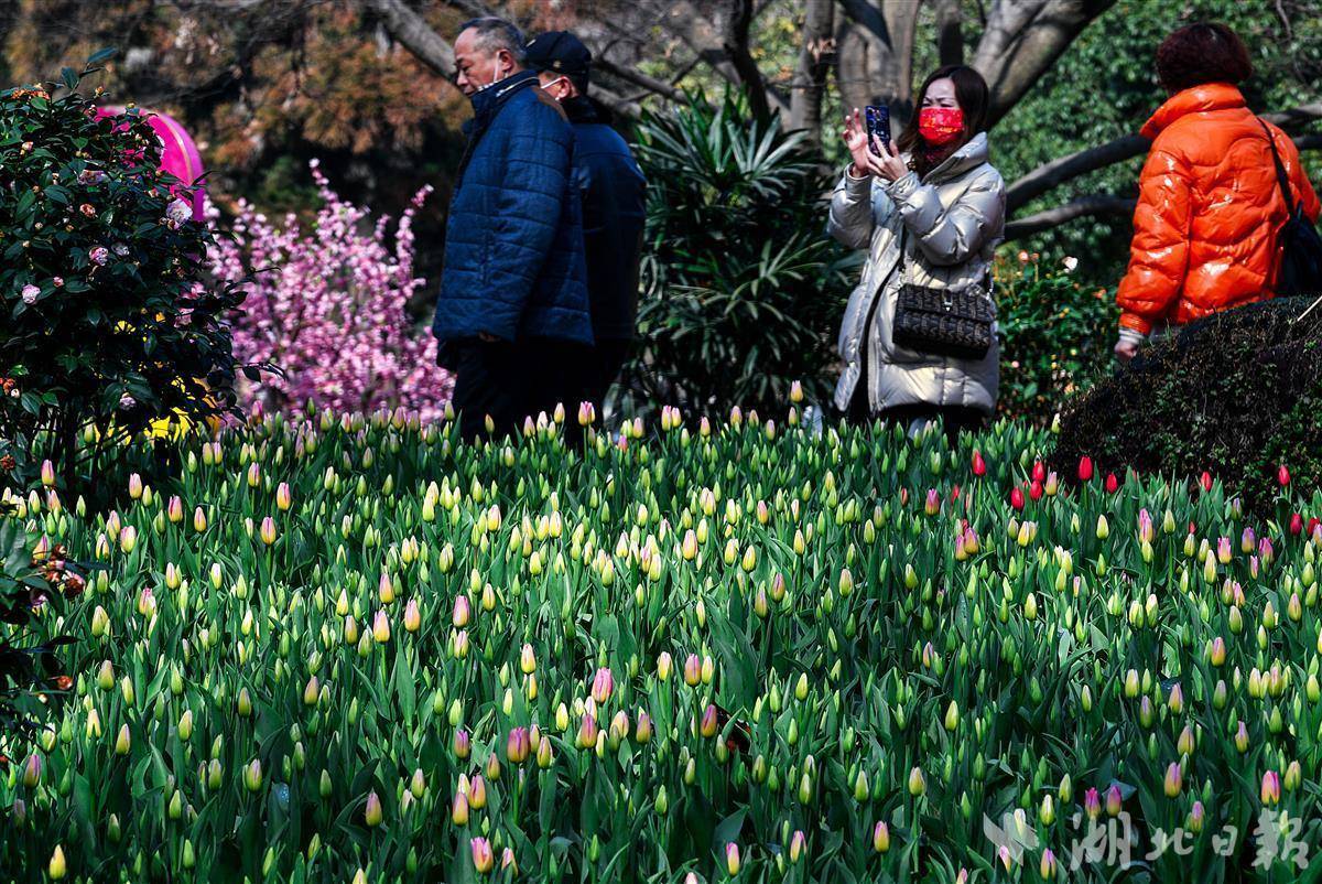 班雅|17年 解放公园郁金香伴你过春节