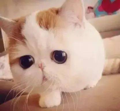 财务部门各岗位表情包,是不是太真实了!_领导_时候_内审