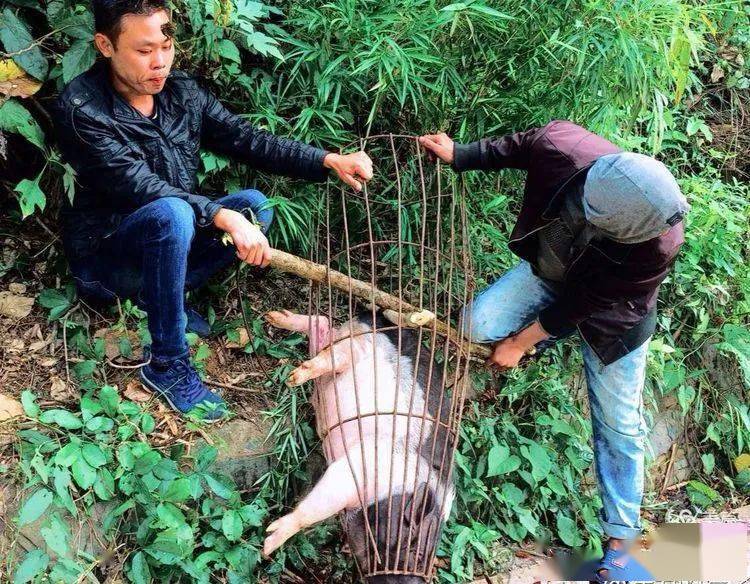 山民们爬完槟榔树,顺便把院子里养的五指山头牌猪一一五脚猪捉过来杀
