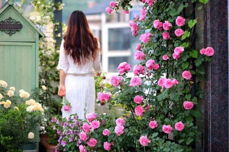 什么时候给花打顶 451eafd6b2394c4eb9bbb90dd1f6bfa0.jpeg