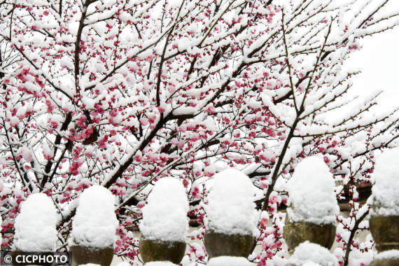 湖州市|新春雪绒绒