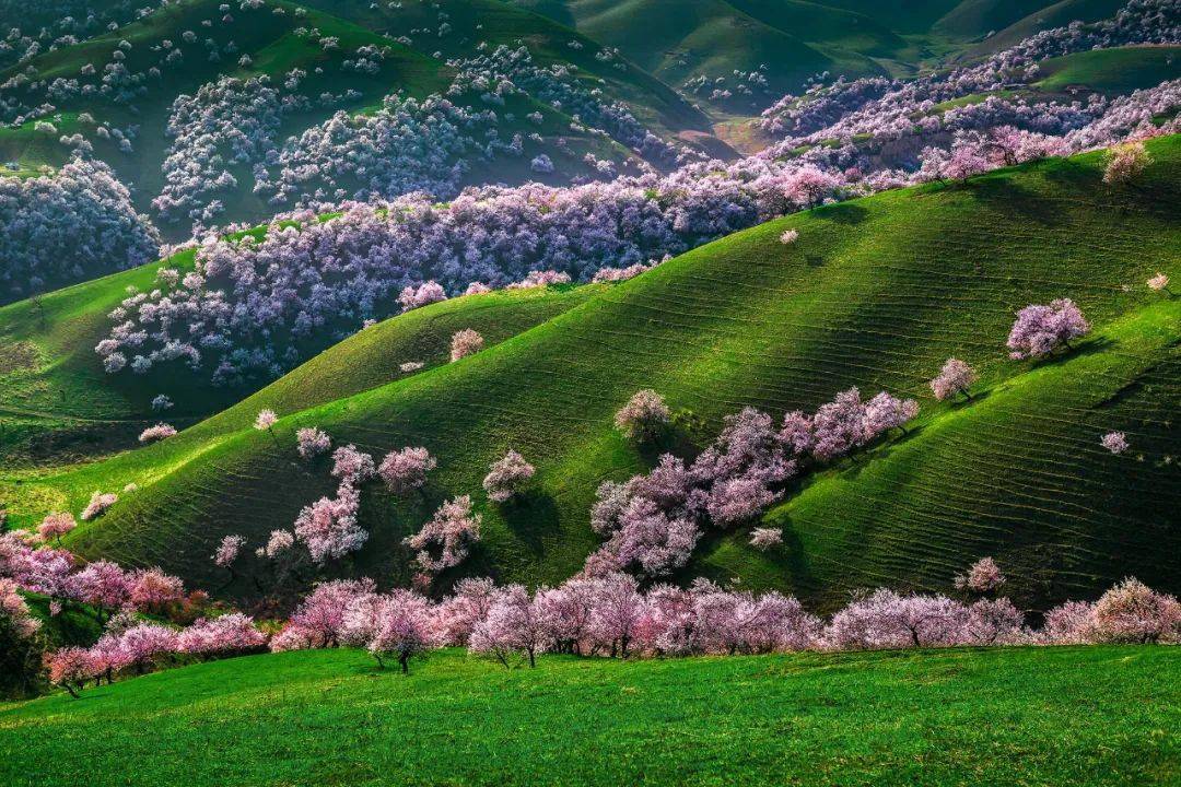 伊犁杏花沟照片图片