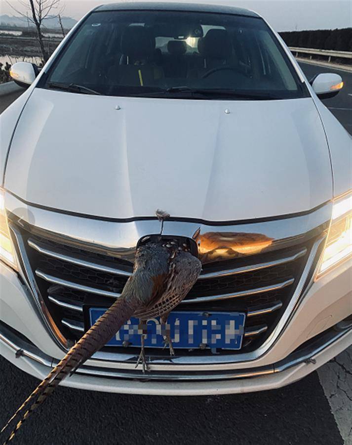 高速上野鸡迎头撞掉车标扎进车头网友本田秒变卡雁宴