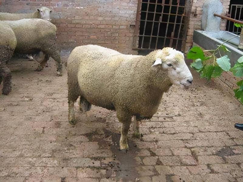 雷兰羊和有角陶赛特羊为母本,然后再用有角陶赛特公羊回交,选择后代无