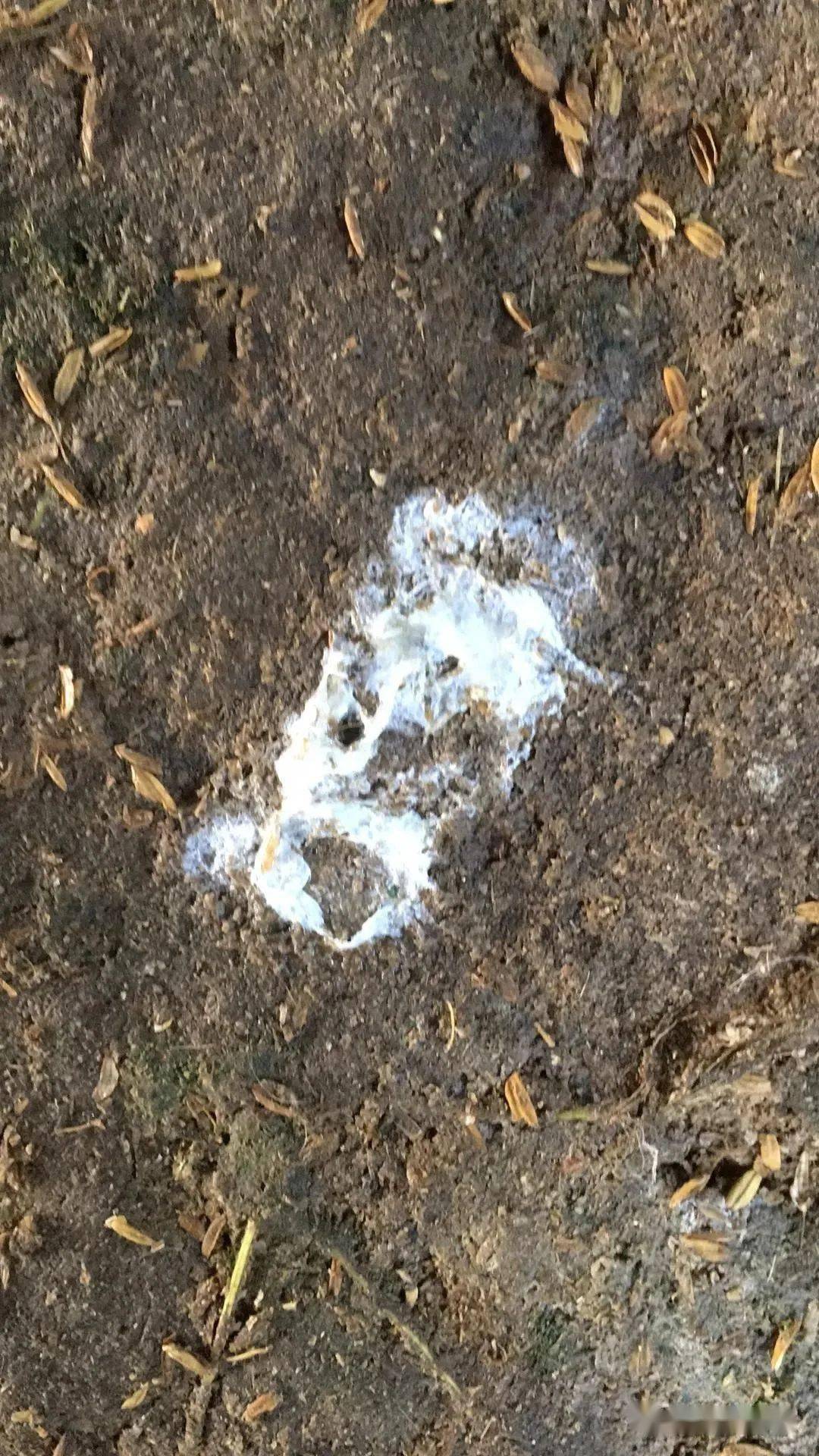 鹅三天两头拉稀拉白痢无法根治咋办