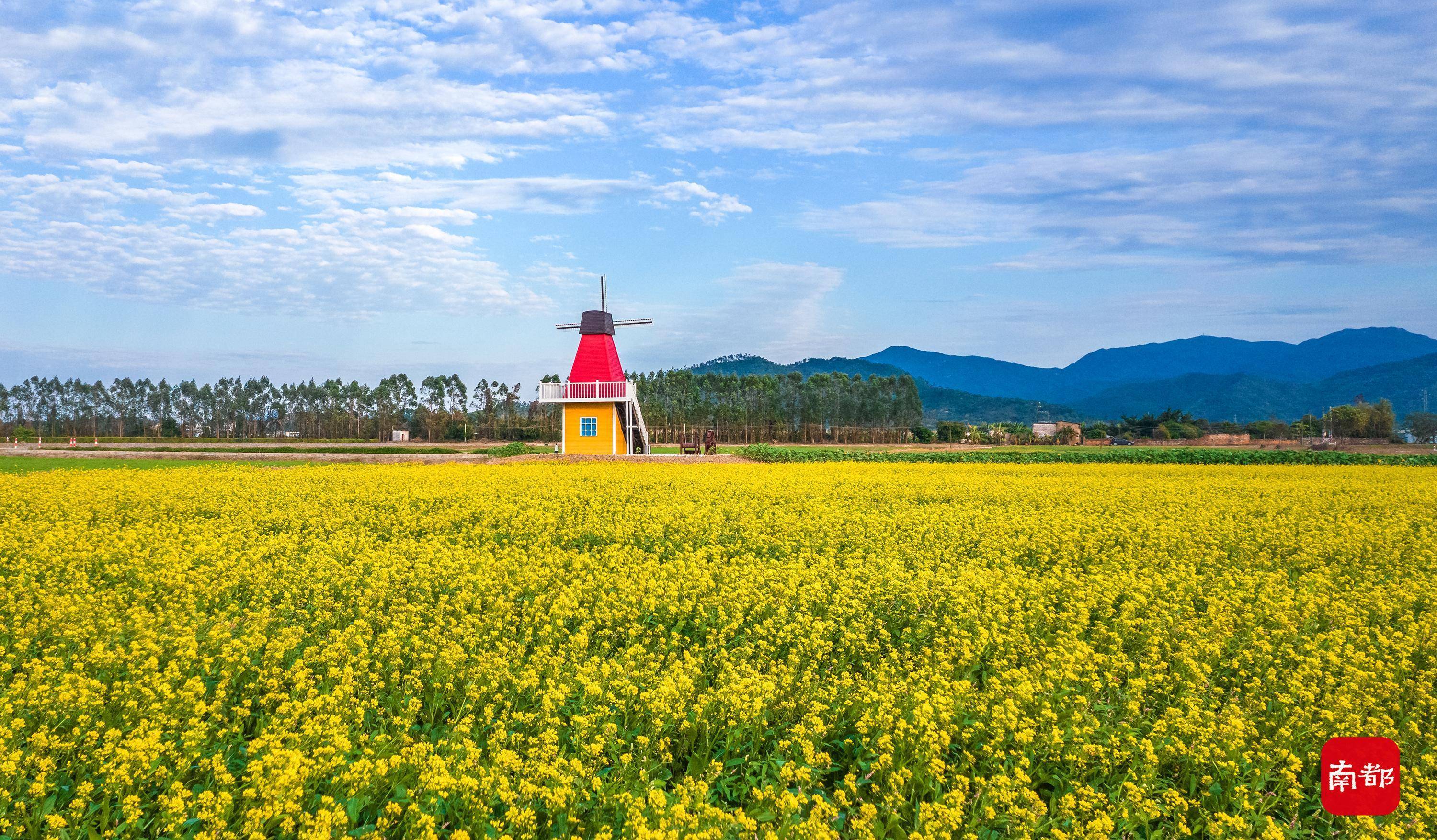 1月30日,上洲村,风车矗立在油菜花花海中,风景如画.