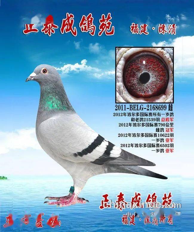 正泰成鸽苑老字号放光芒福建名家陈清随记