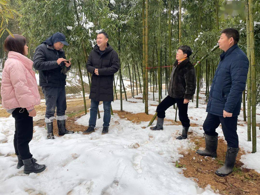 抗击冰雪在行动67区农业农村局积极指导雪后农林畜牧业生产