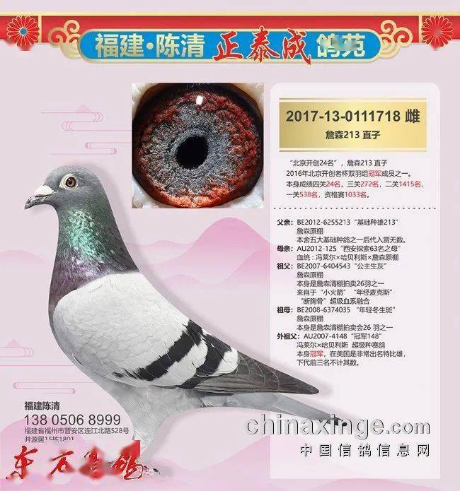 正泰成鸽苑 老字号放光芒——福建名家陈清随记_鸽子_种鸽_东方