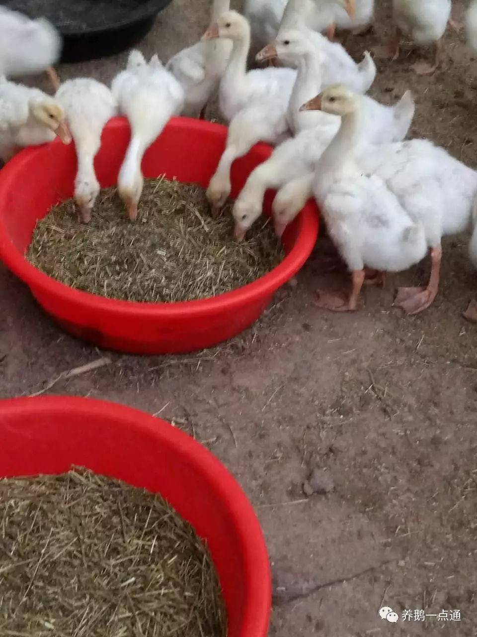 老鹅和成年鹅怎么区分_鉴别_力母鹅_公鹅