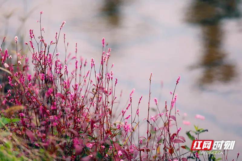 鸟语花香|新春走基层 | 衡阳：好景在身边 幸福河蝶变”网红打卡地”