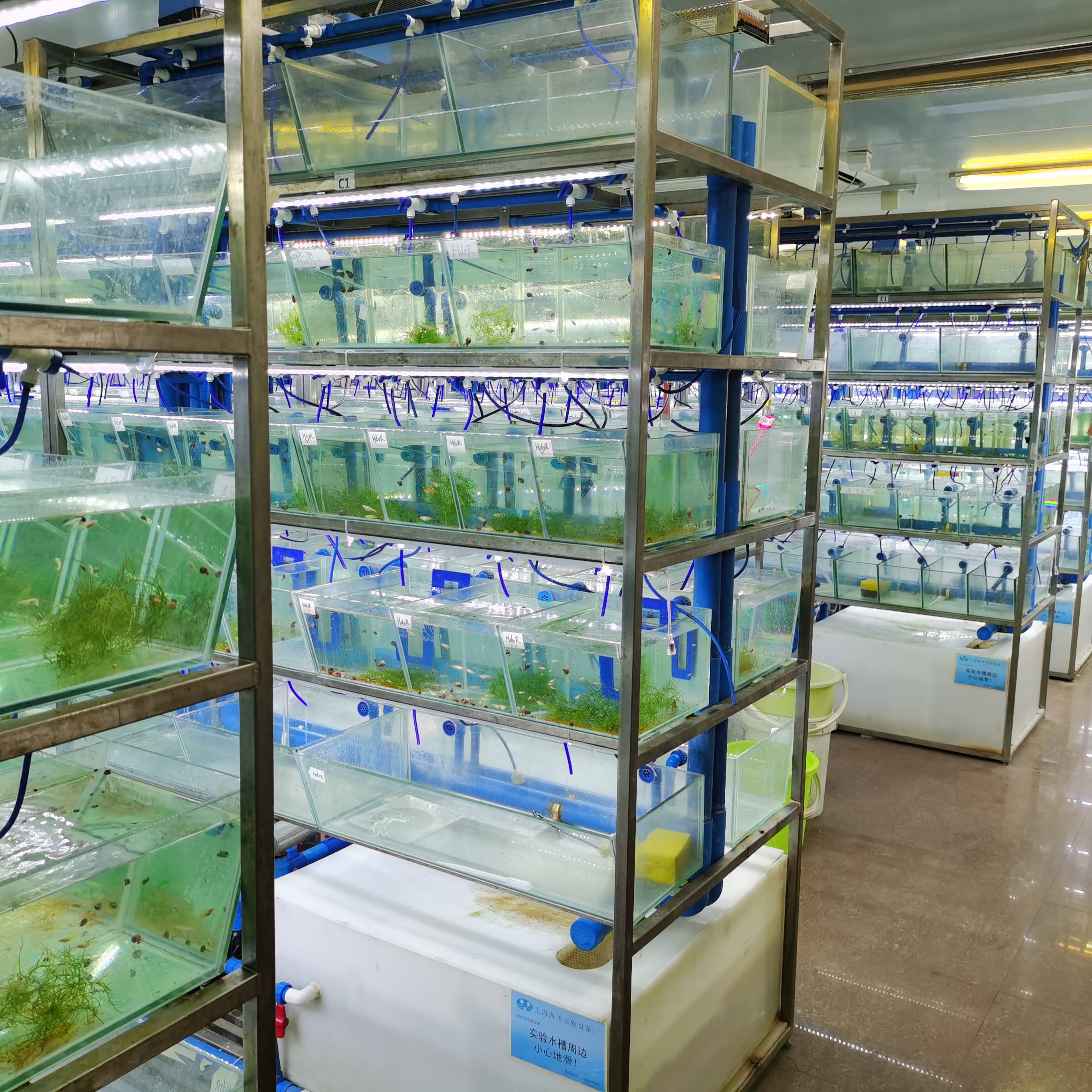 他们寒假留校喂饱超千条实验鱼：有我一口吃的就有鱼一口吃的