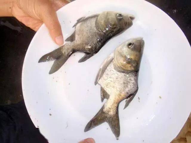 蓝色的鱼是什么品种多少钱一条 4614cf04697c4958a5741d372ba14168.jpeg