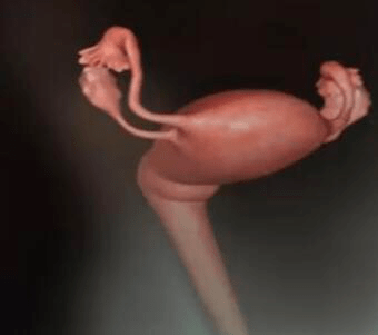 孕期胎儿1 40周发育全过程你的胎宝宝发育到第几周了呢 澳门全年开奖结果 澳门最快开奖网站 com开奖结果 澳门澳门澳门精准大全