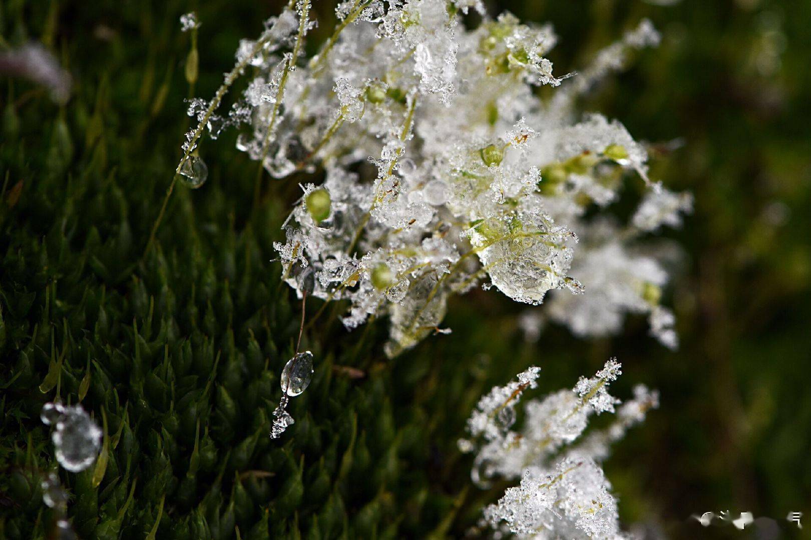 湖南湘潭昌山顶上雨凇挂枝 晶莹唯美气象在线 ·加载更多