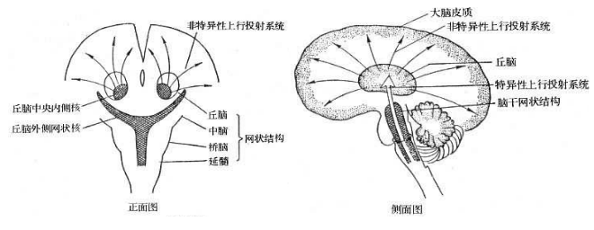 側丘系,脊髓丘腦束,三叉丘系)不同,經丘繫系統傳導的感覺信息自丘腦腹