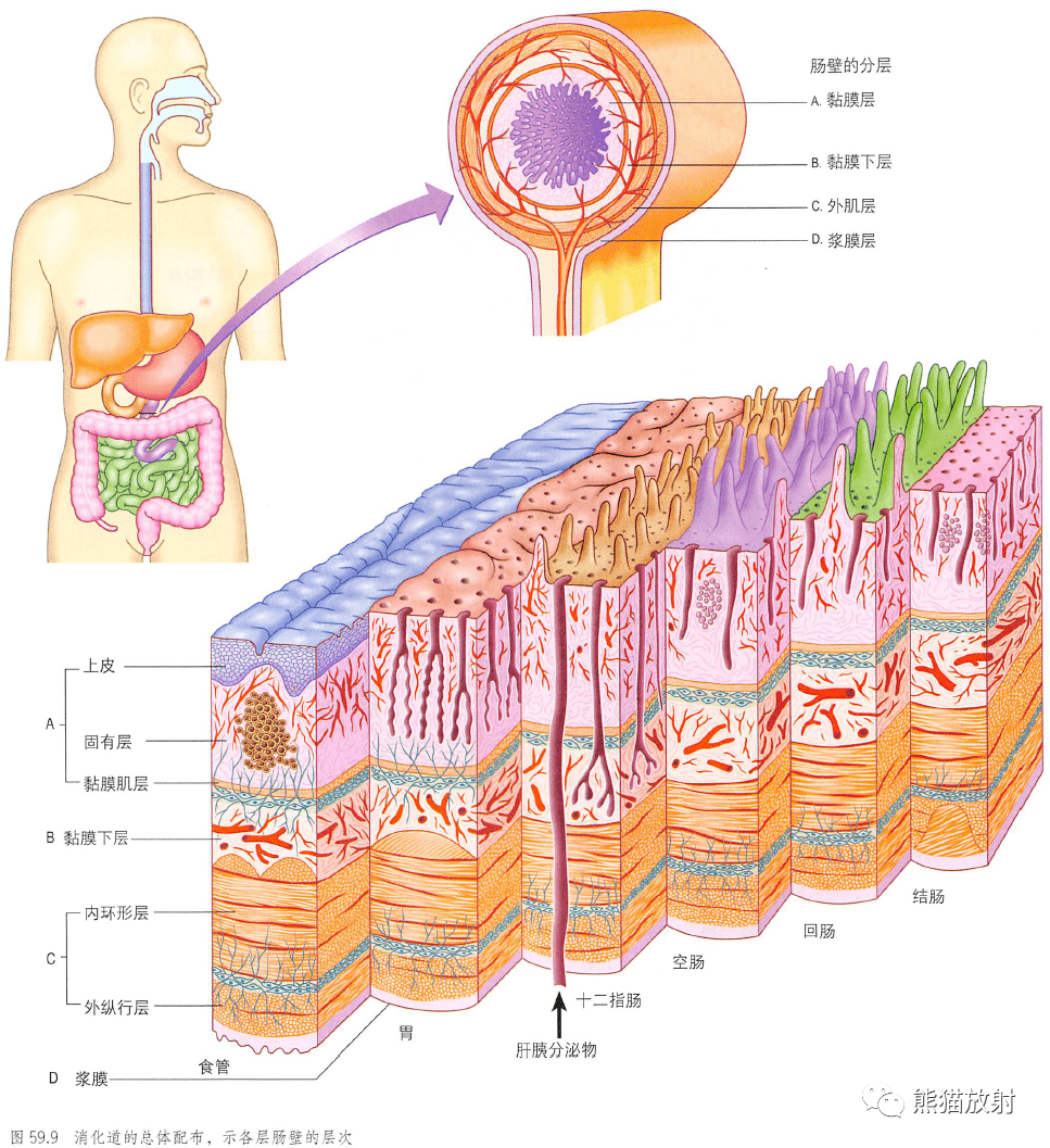 肠壁结构图图片
