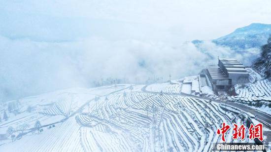 渔洋关镇|雪后湖北五峰茶园宛若童话世界