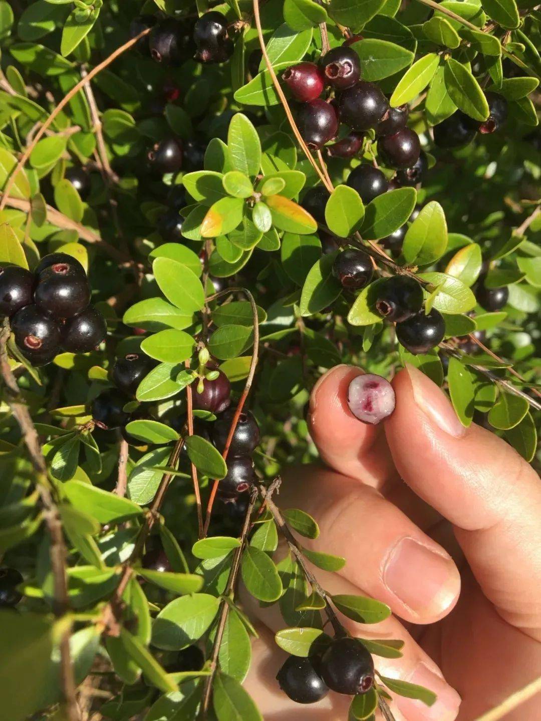 客家地区这些时令野果城里人都没吃过有钱也买不到