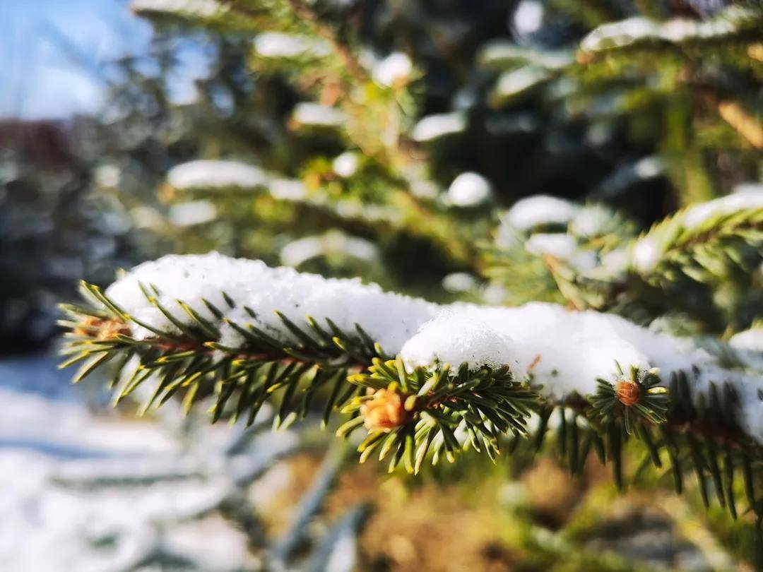 季节|春雪润松州