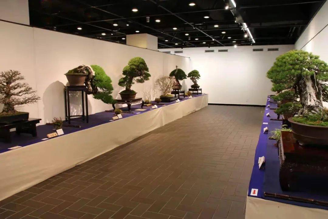 2022日本第九十六届国风展正在东京举行