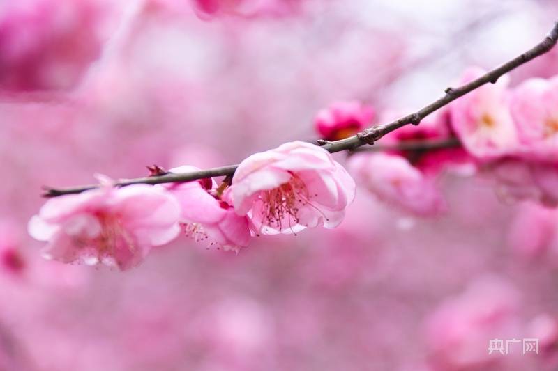 赏梅进行时武汉梅花盛放 张迪 常馨元 实习
