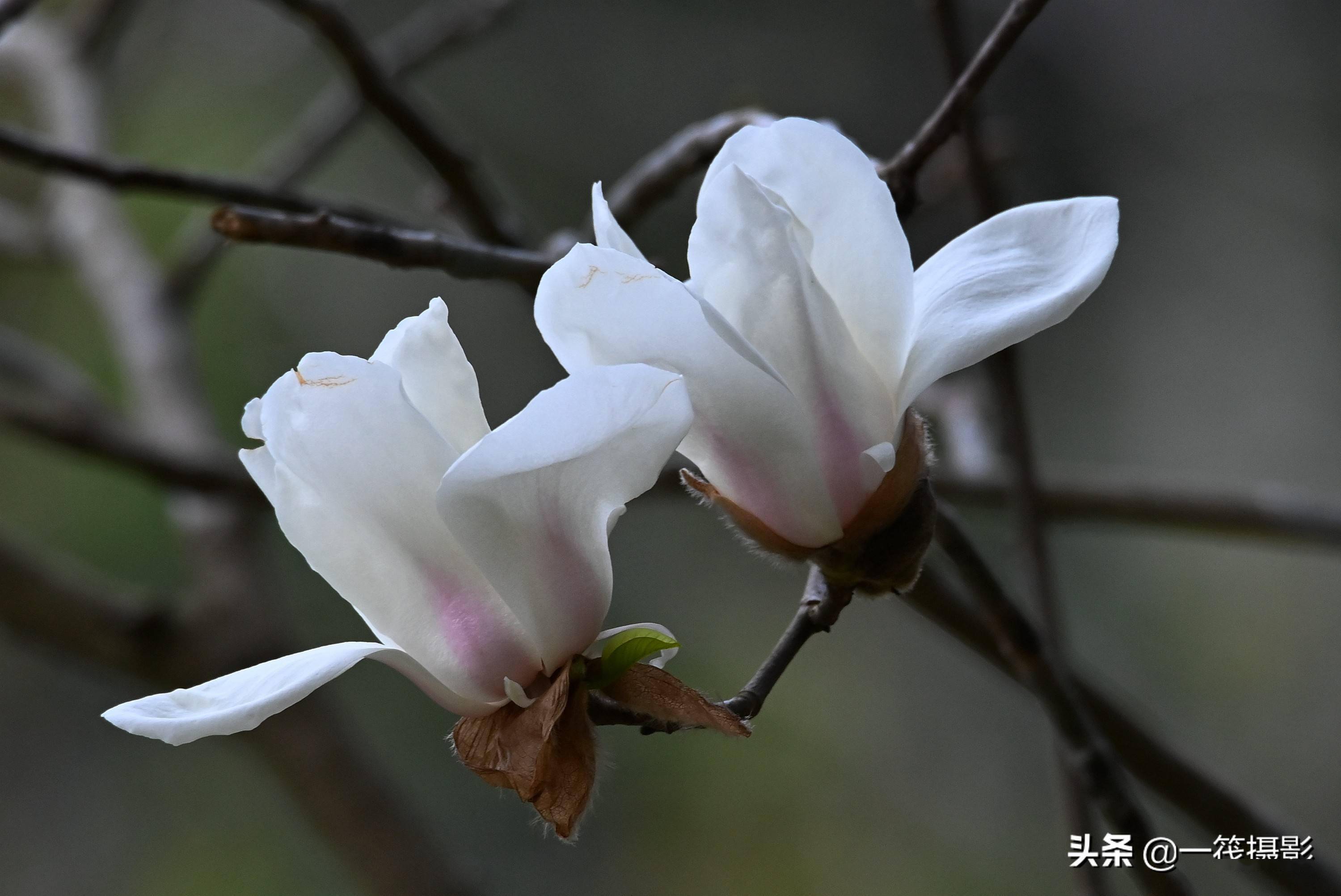 木兰园里玉兰花开