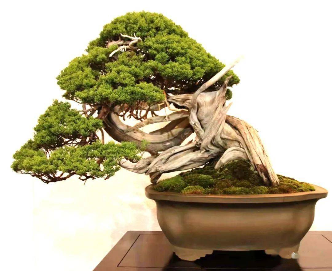 带你去逛2022年日本最顶级的盆景展_cm_作品_盆栽