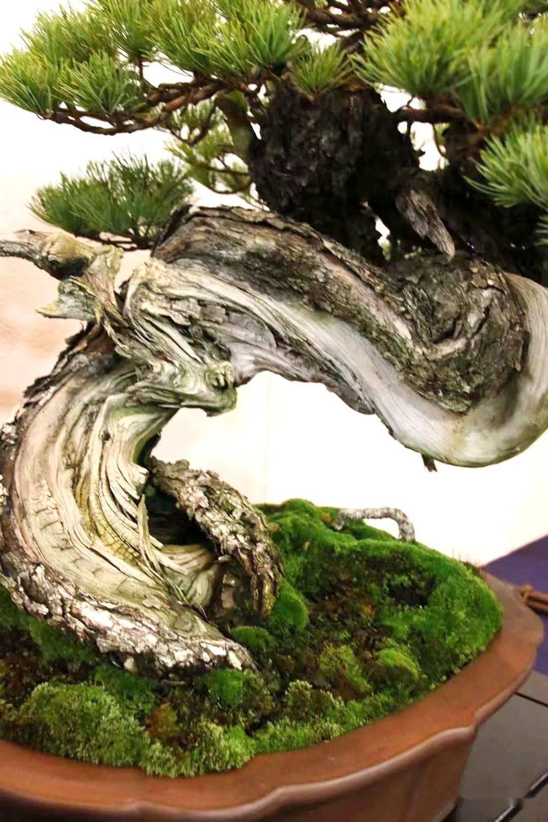 带你去逛2022年日本最顶级的盆景展_cm_作品_盆栽