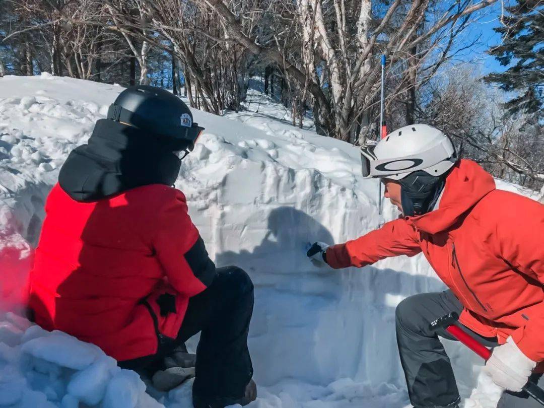 雪崩伙伴图片