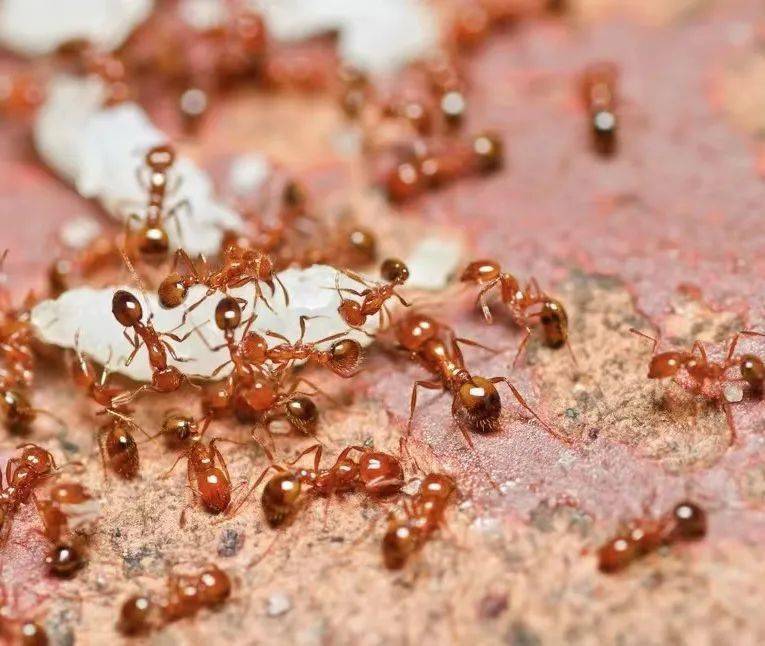 市文化广场出现大量红火蚁,密密麻麻…_蚂蚁_普宁_严重