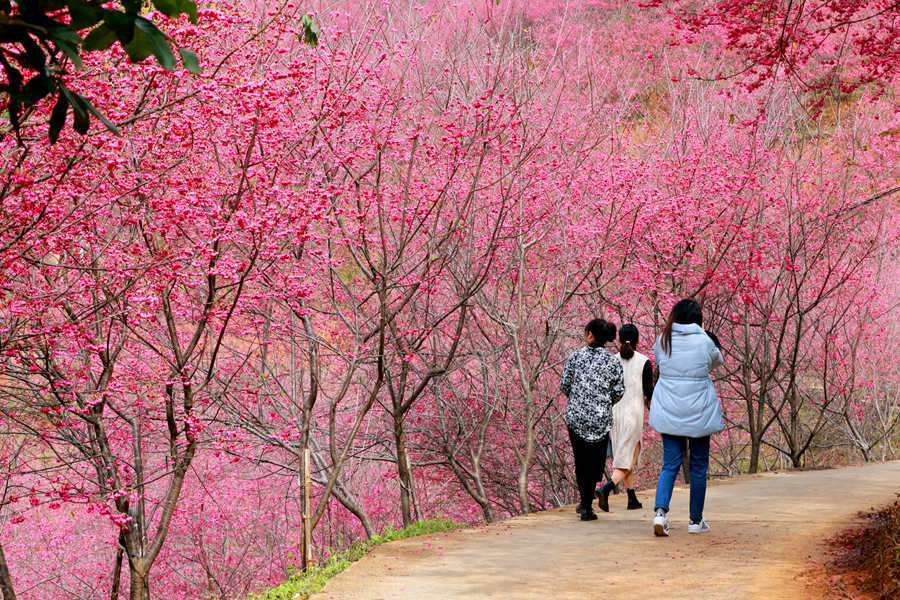 粉色|福建华安：樱花烂漫迎客来