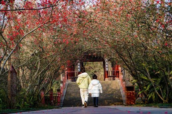 梅花|春雨润春花！周末升至14℃，成都第一抹春色速速安排