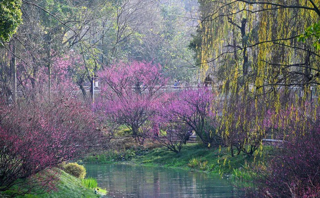 梅花|春雨润春花！周末升至14℃，成都第一抹春色速速安排