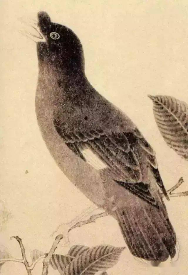 历代名家八哥国画一览