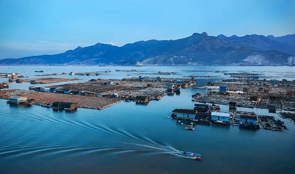 南方青苹果味道很不错想不到以前只有在饭馆才能吃到