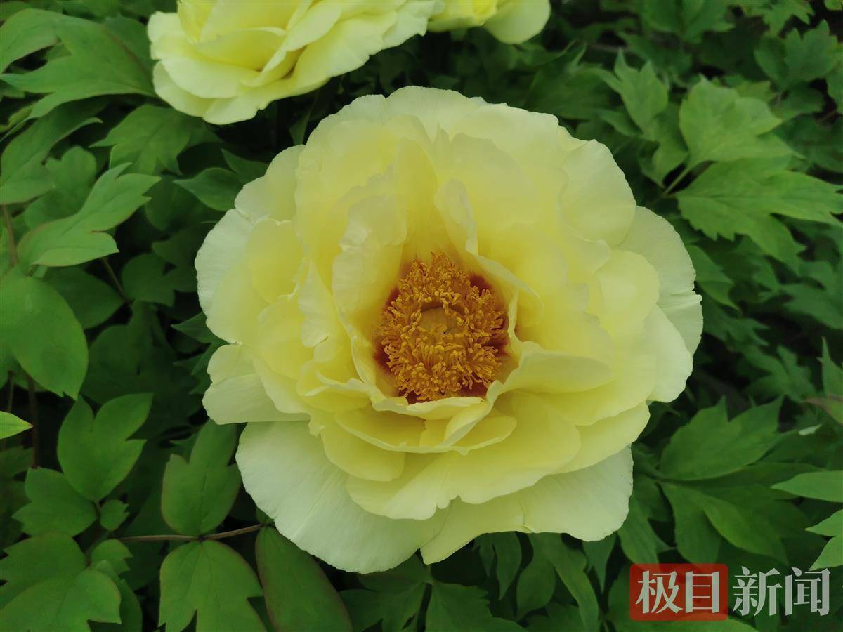 牡丹花 兰花 桃花 郁金香 来花花世界的武汉植物园过元宵吧 皇冠 宫灯 文心兰
