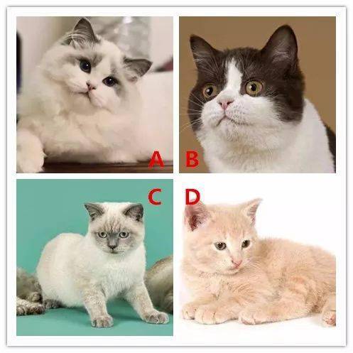 平台|四种猫你喜欢哪只？测你更吸引异性还是同性?