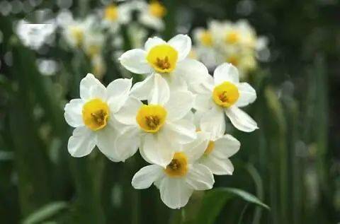什么叫做水仙文 f129e1c5e7624c66b714d02a54f164cf.jpeg